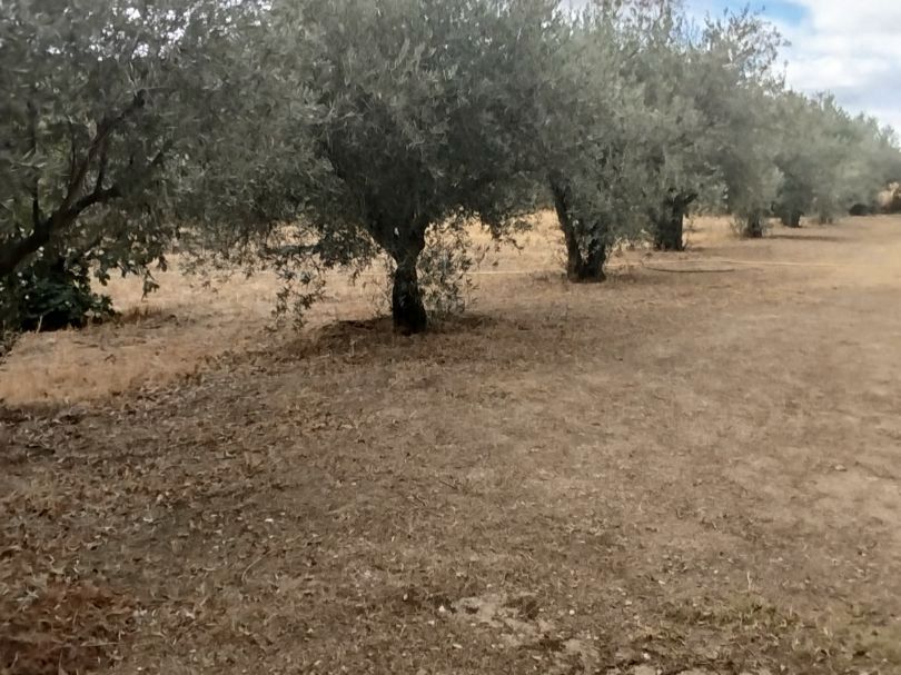 Residential for sale in Palomeque