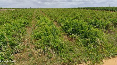 V14315 FINCA RUSTICA CON VIÑEDO, imatge 3
