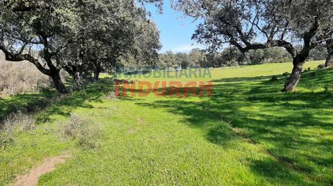 Finca con encinas, cerrada con paredes de piedra y situada a 250 m del municipio de Millanes Cáceres, image 5