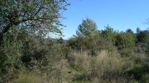 PARCELA CONSTRUCTIBLE EN JALON ALICANTE, imatge 5