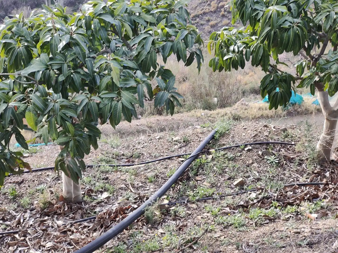 Rural land for sale in Itrabo, imagen 4