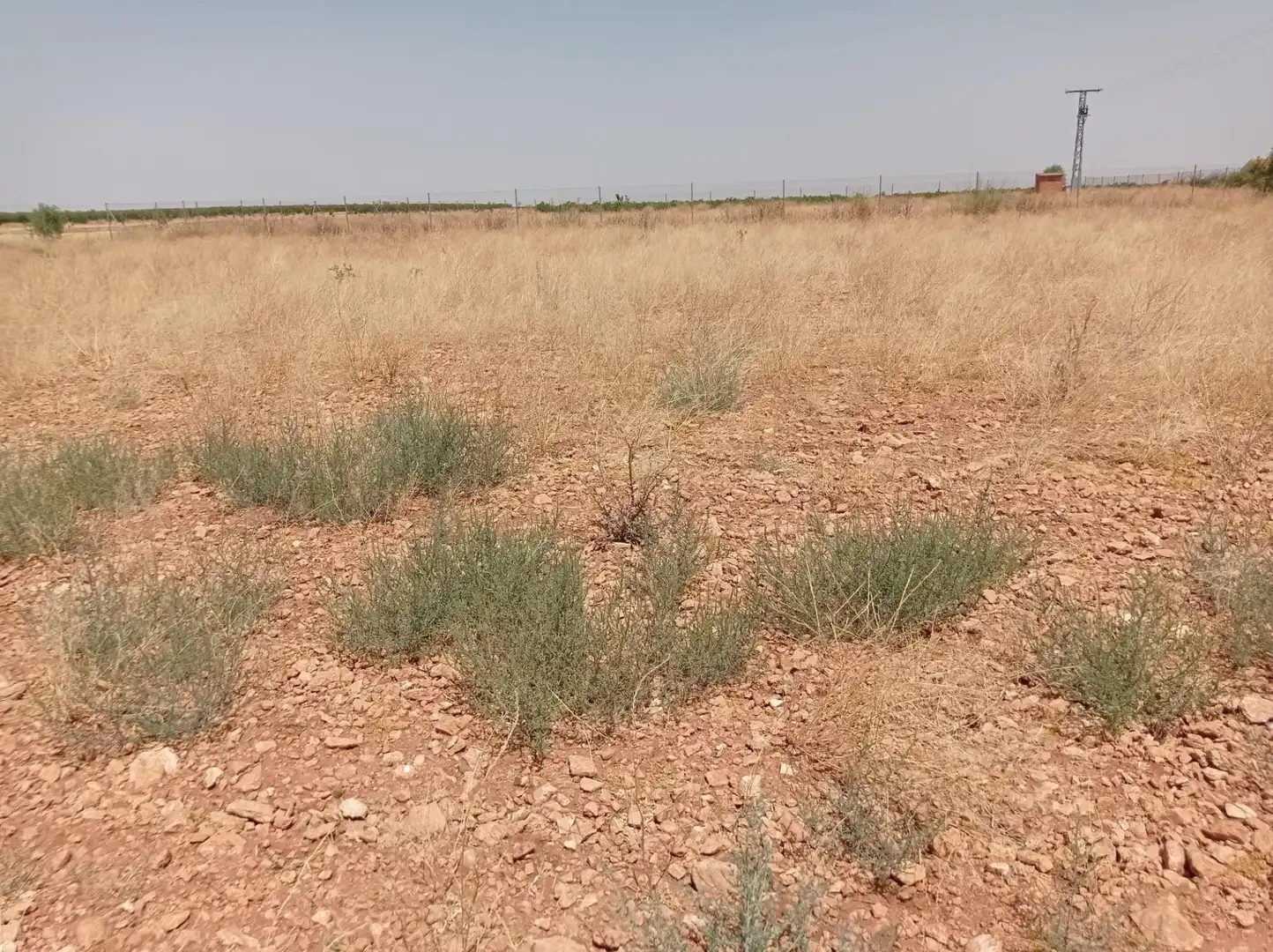 Terreno rustico in vendita a Pozuelo de Calatrava, imagen 3