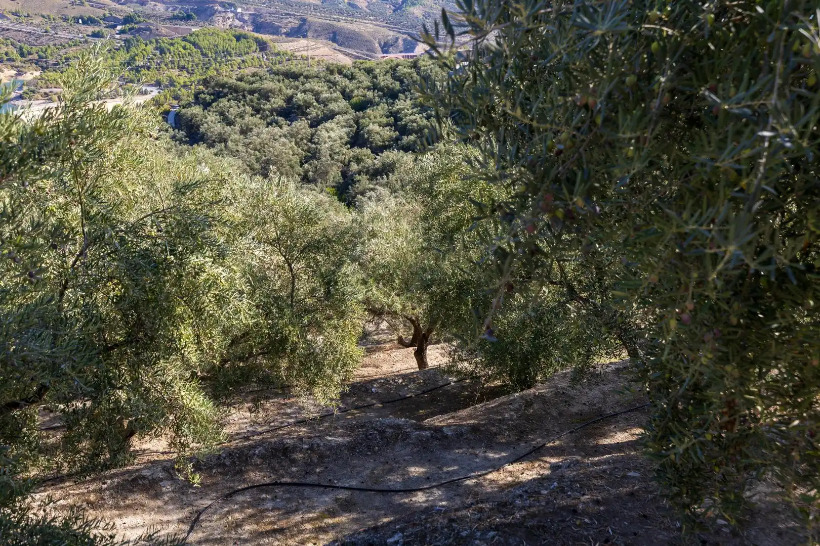 Terreni e lotti in vendita a Lecrín, imagen 63