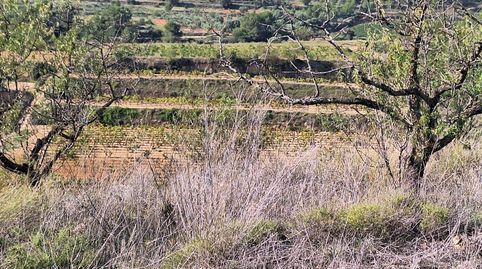 FINCA RÚSTICA DE 2,4 Ha. CON ALMENDROS, VIÑA Y CASA DE CAMPO., Bild 3