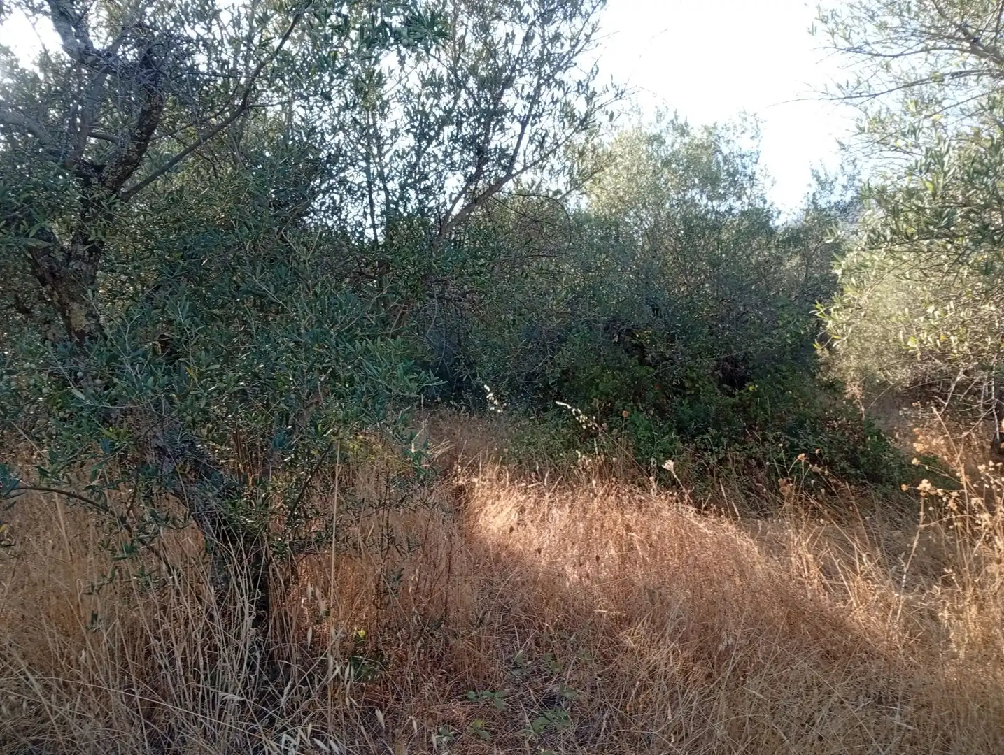 Terreni e lotti in vendita a Villanueva de la Vera, imagen 22