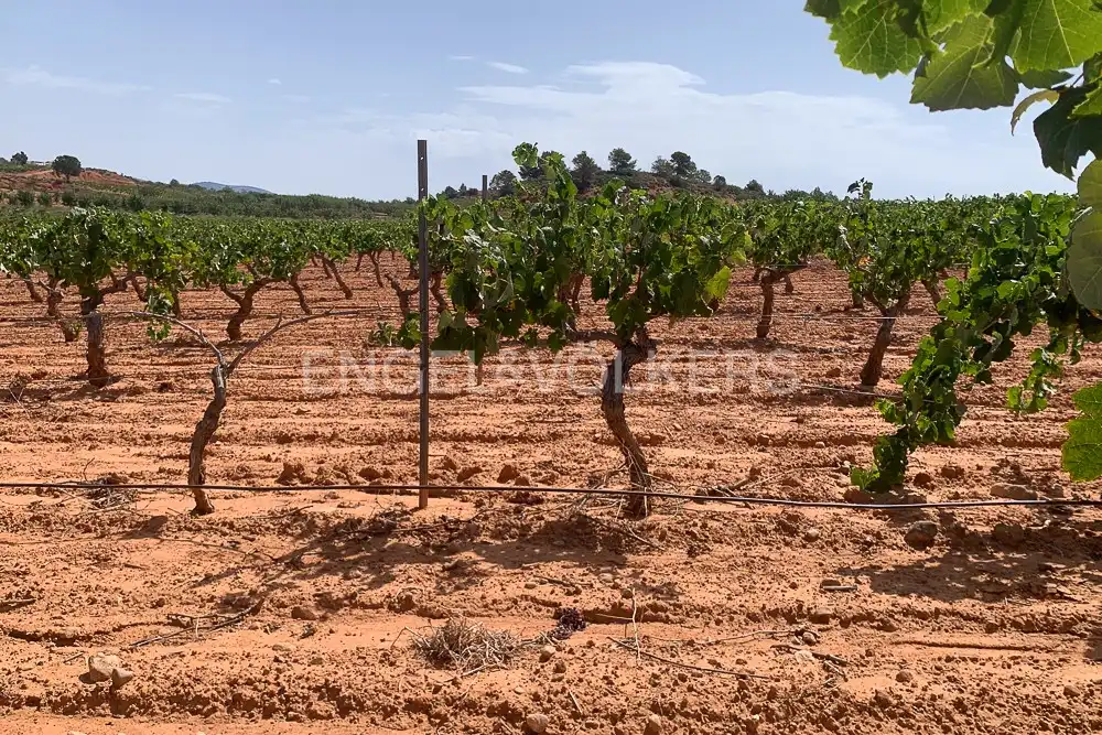 Lands and plots for sale in Requena, imagen 39