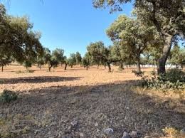 Finca rústica en venda en Valle de la Serena