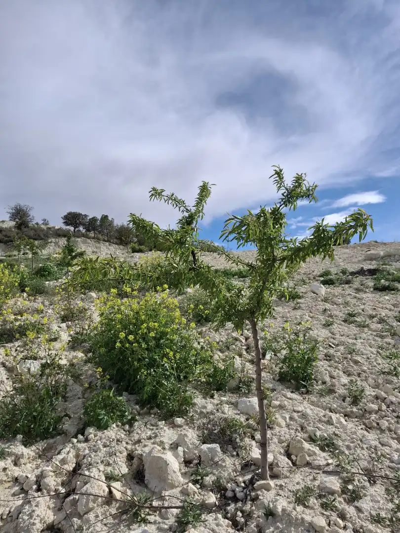 Terreno en venta en María