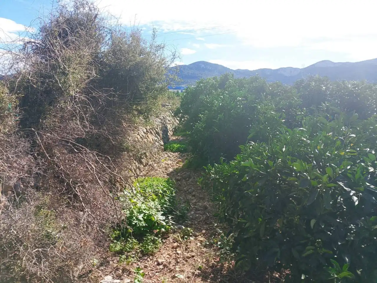 Rustikales Grundstück zum Verkauf in Camino Xeraco a Xeresa, imagen 14
