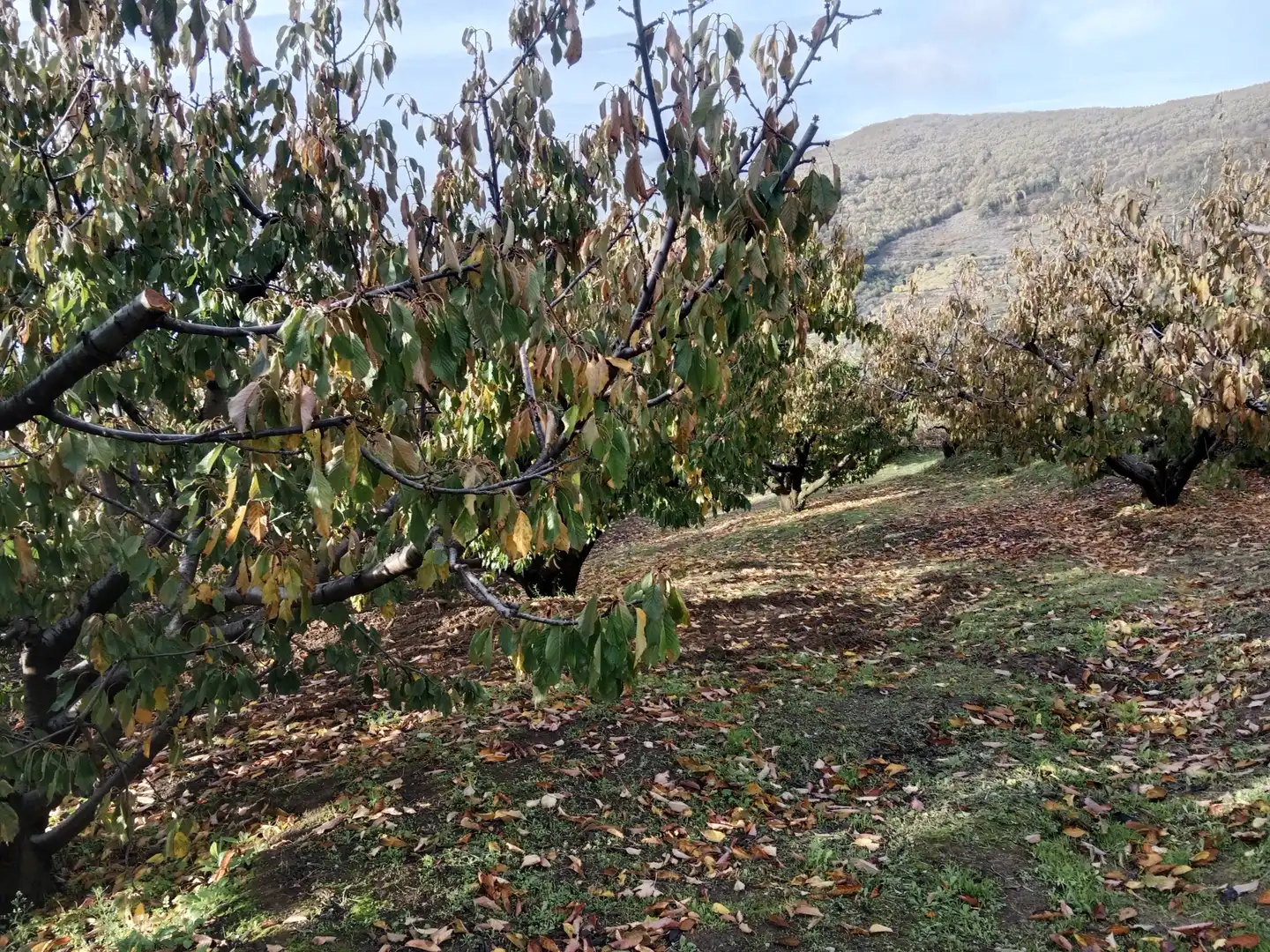 Terreni e lotti in vendita a Pasarón de la Vera, imagen 4