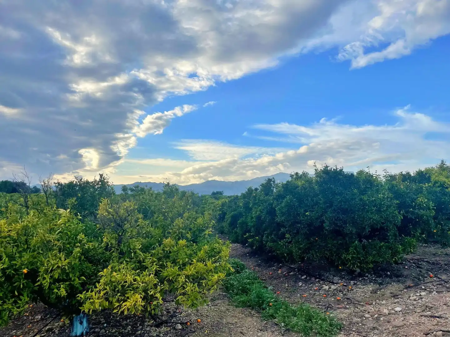 Casa o chalet en venta en Tortosa