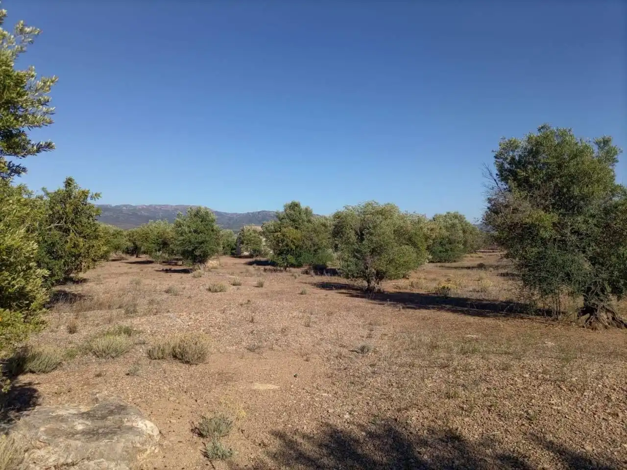Terrain résidentiel à vendre à Xerta, imagen 4