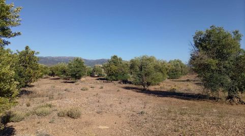 Finca en venta en la población de Xerta de 20.986 m2 de terreno en plena producción plantados de olivos y algarrobos,  tiene una c, imatge 4
