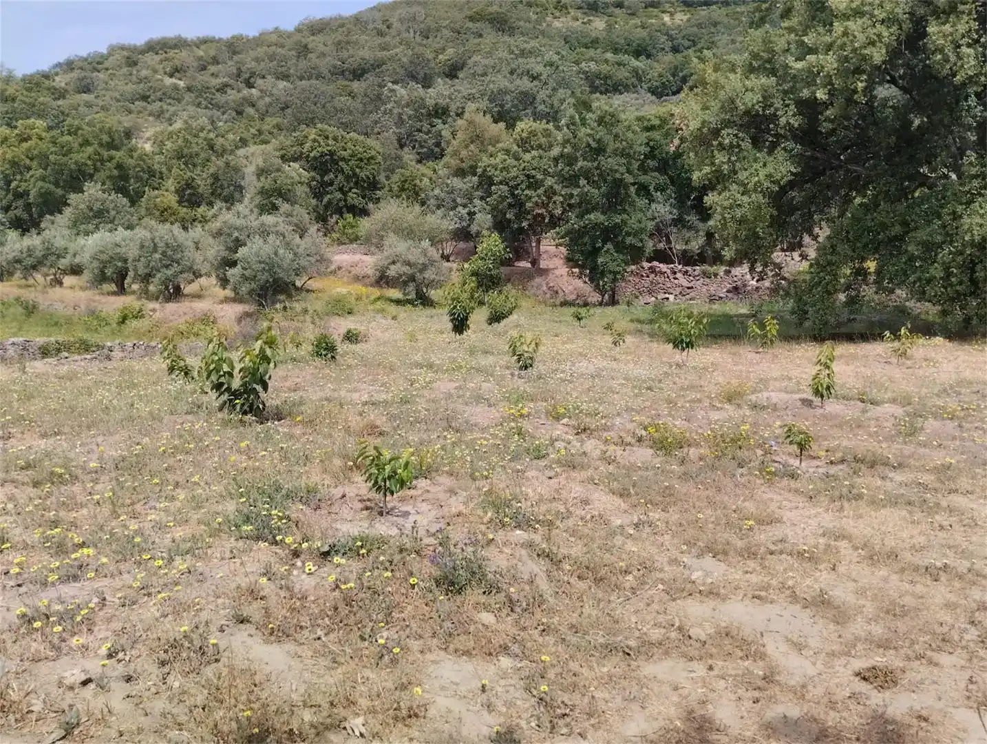 Finca rústica en venta en Pasarón de la Vera