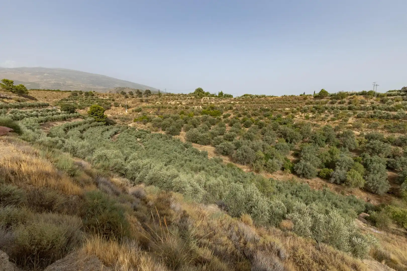 Land for sale in Lecrín