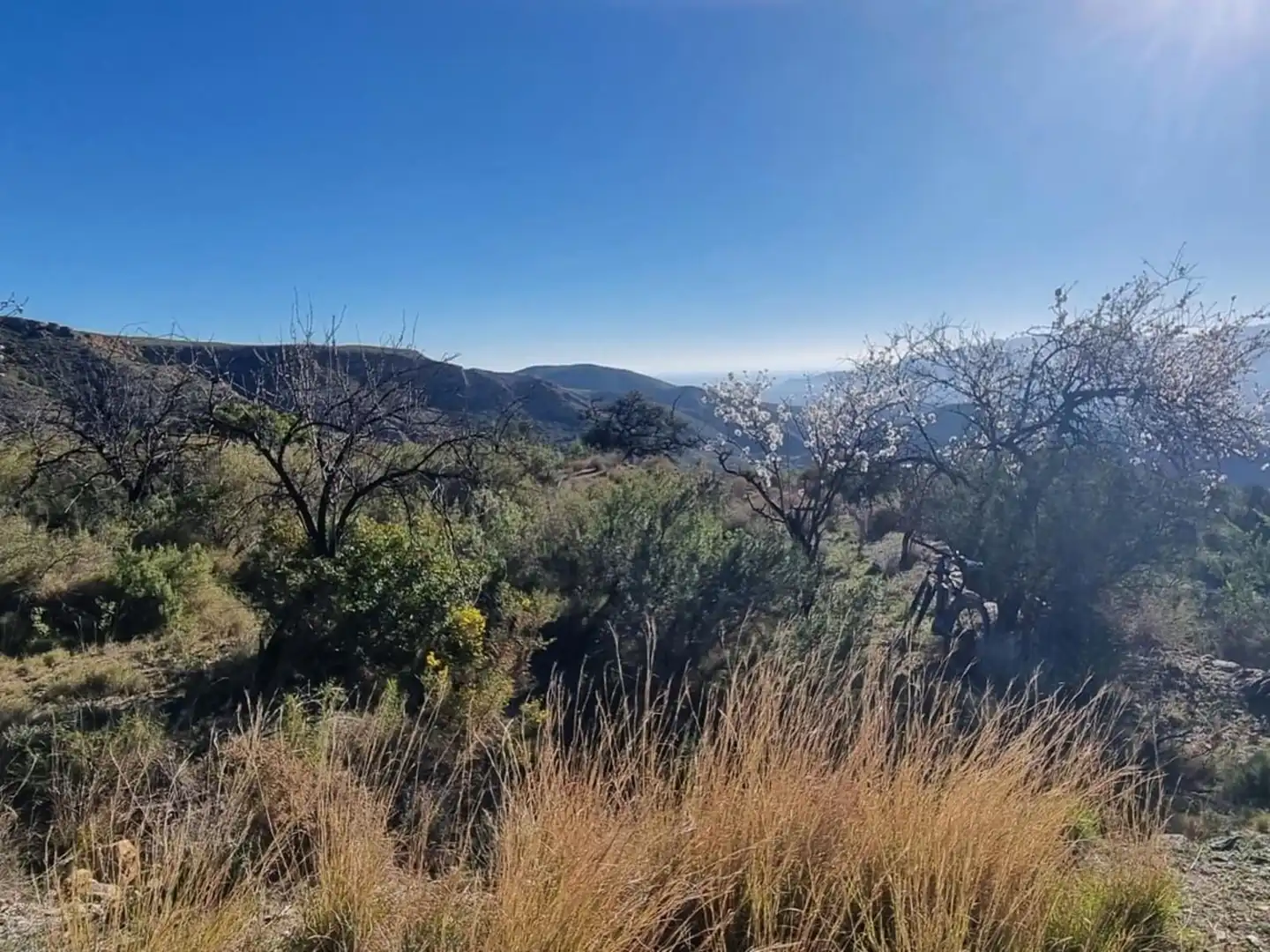 Land for sale in Bédar