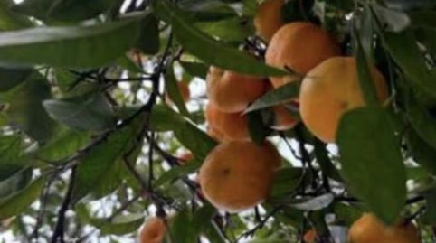 Photo 2 of Country homes for sale in C. Ulpiano Blanco, Valdezorras - El Gordillo, Sevilla Capital