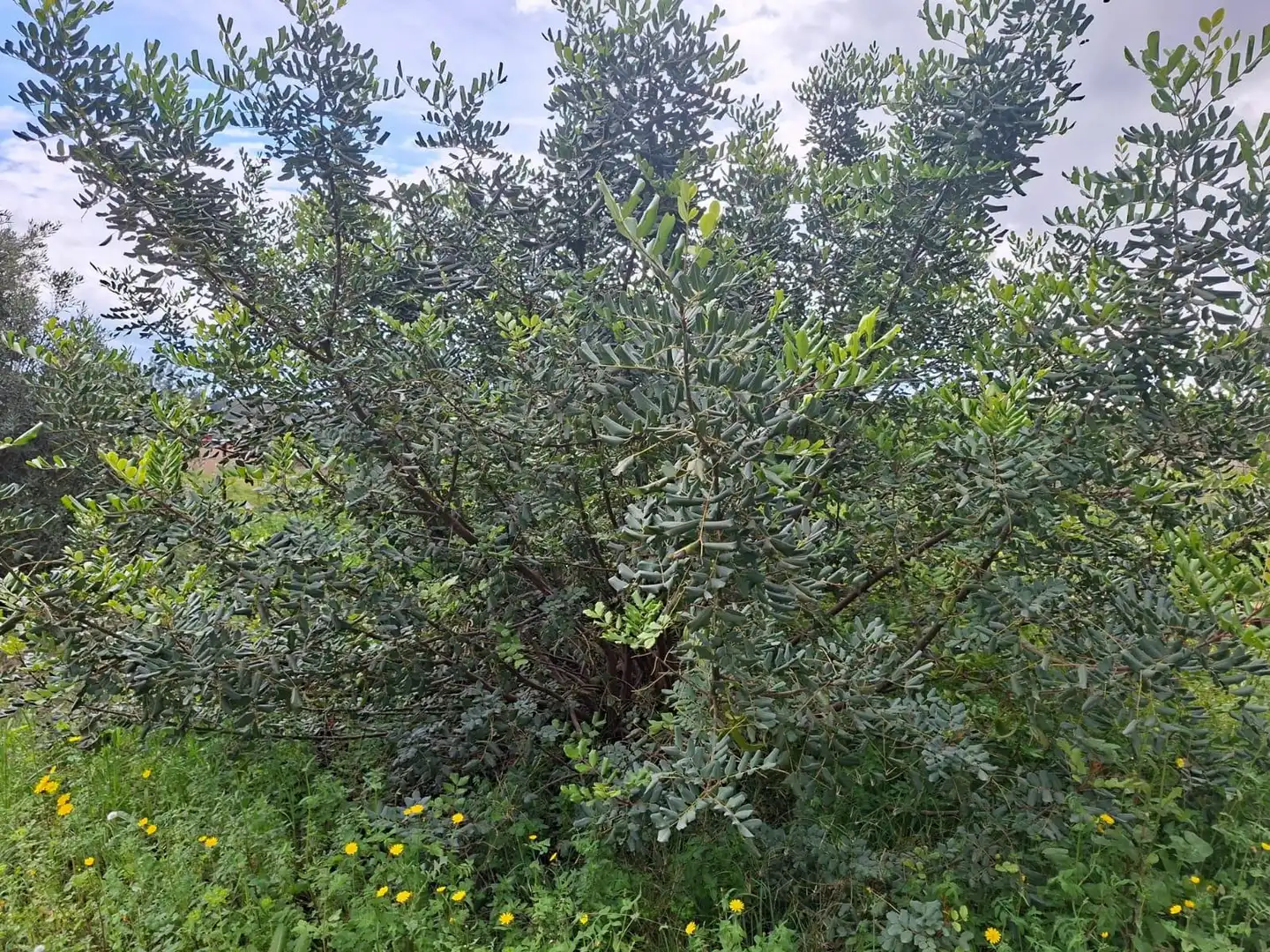 Terrain rustique à vendre à Camí de Paterna - Lloma del Calderer, imagen 10