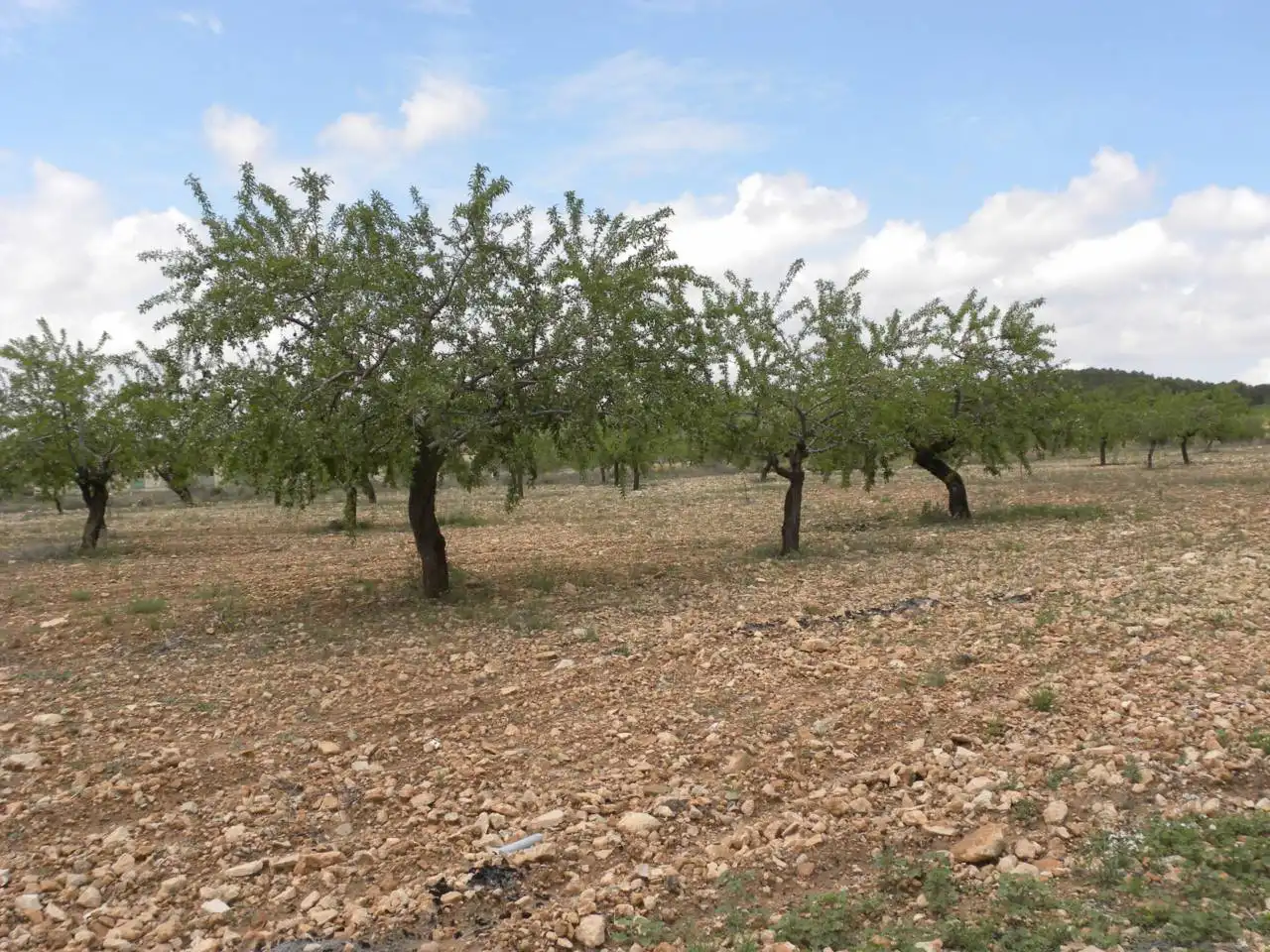 Dúplex en venta en Caravaca de la Cruz con Balcón