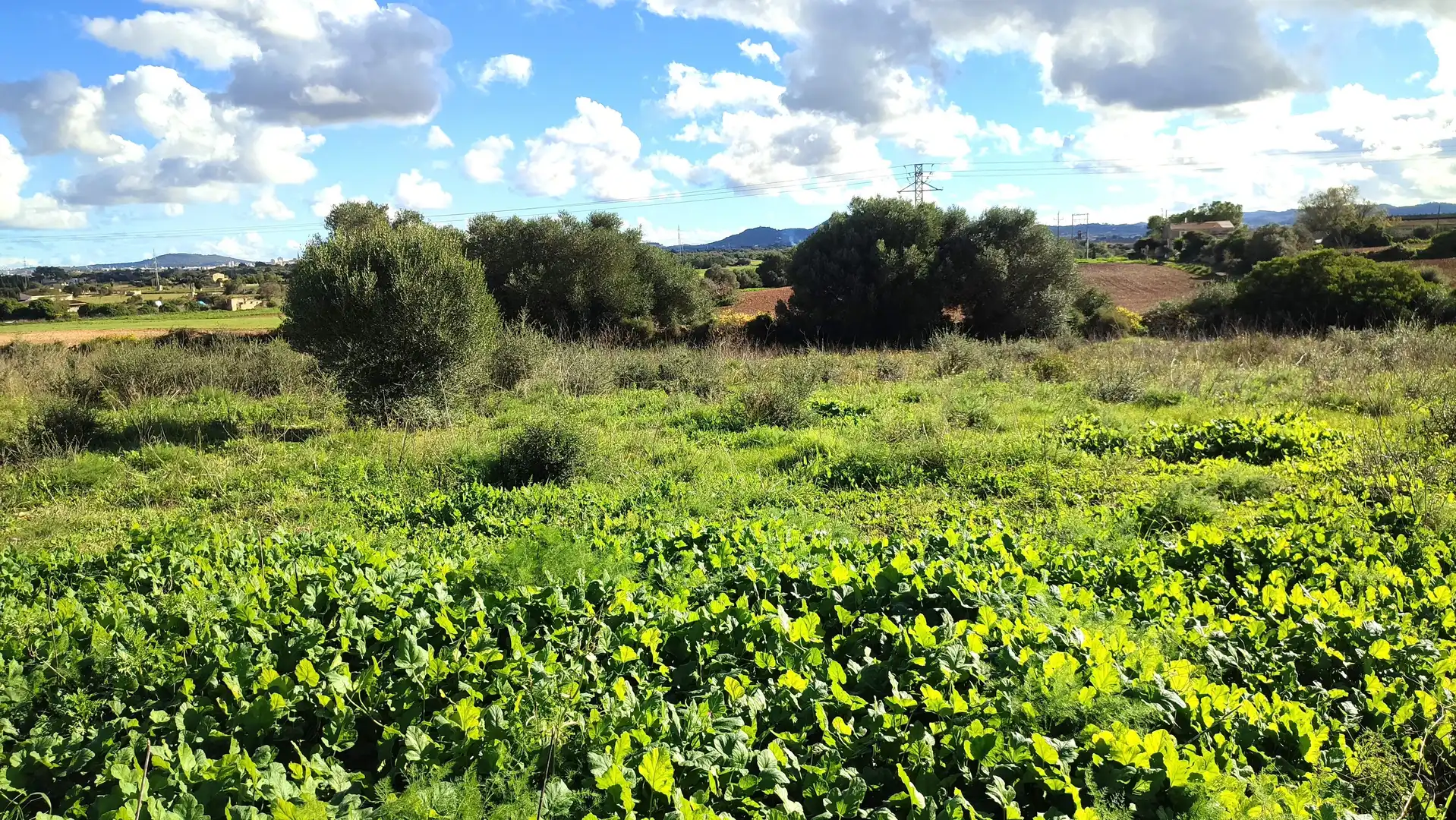 Rural land for sale in Diseminado Cdte Primero 3, imagen 12