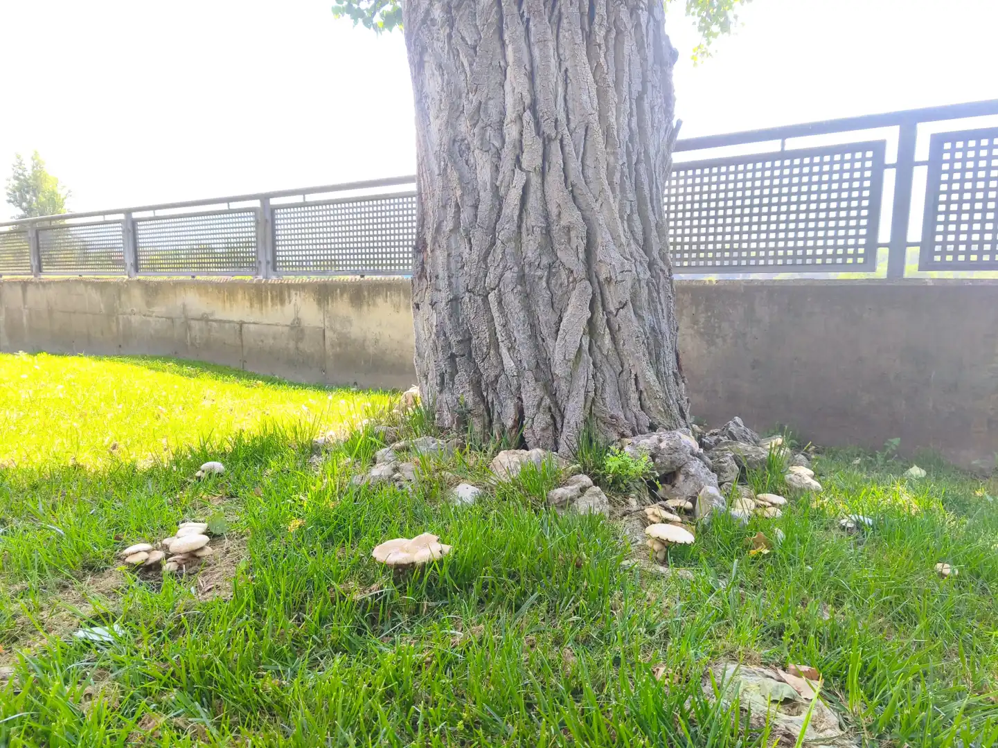 Jardí de Casa o xalet en venda en Villamediana de Iregua amb Calefacció