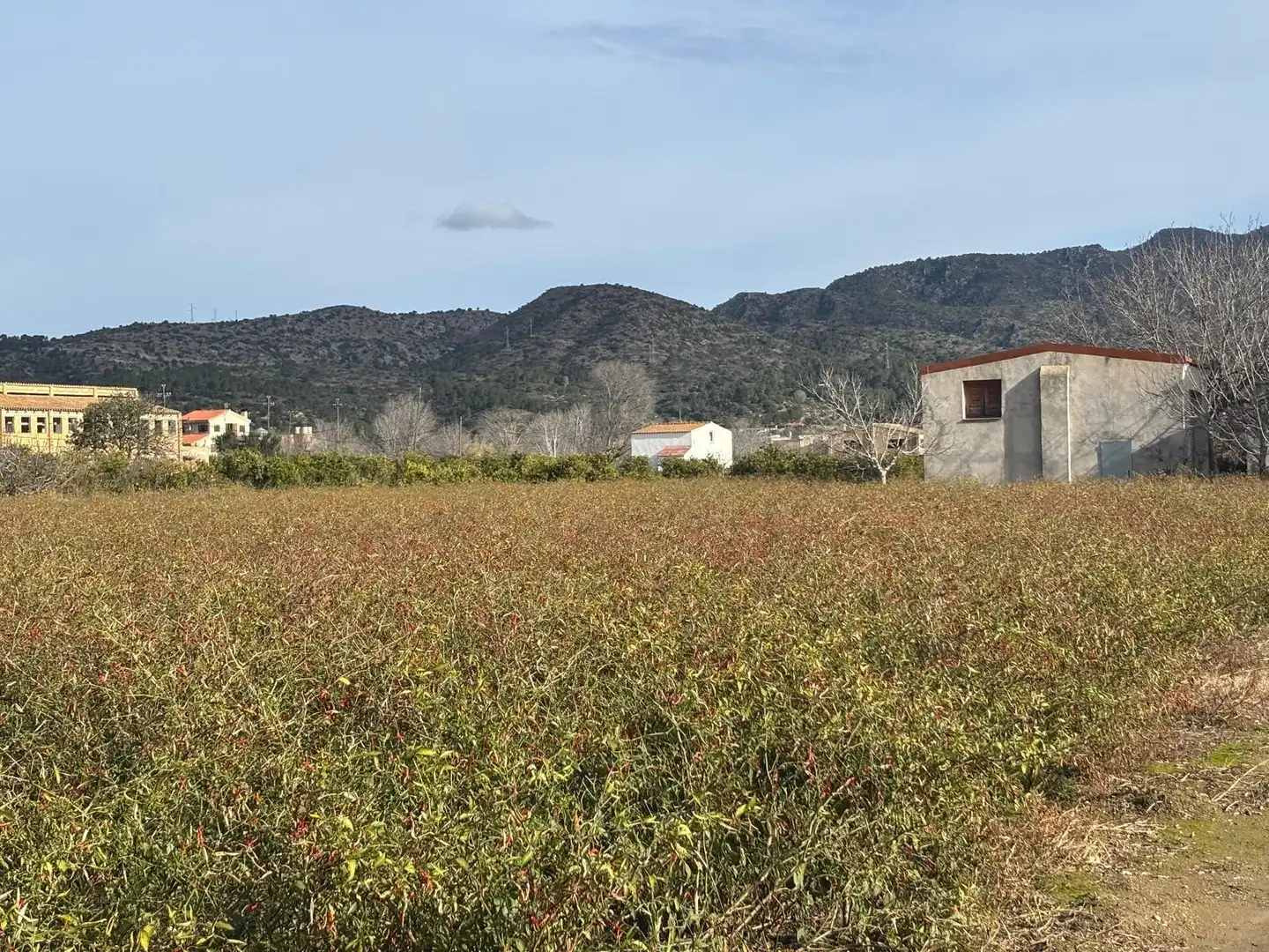 Terrain rustique à vendre à Xerta, imagen 5