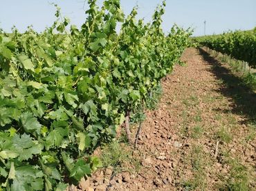 Terreno rustico in vendita a Carretera de Sevilla - Los Montitos