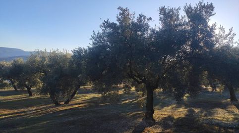 OLIVAR A LAS PUERTAS DE BAENA