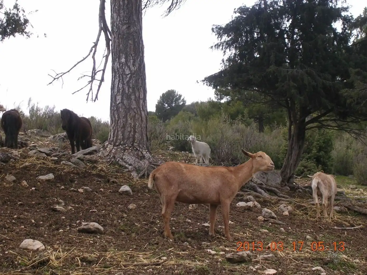 Terreni e lotti in vendita a Huéscar, imagen 7