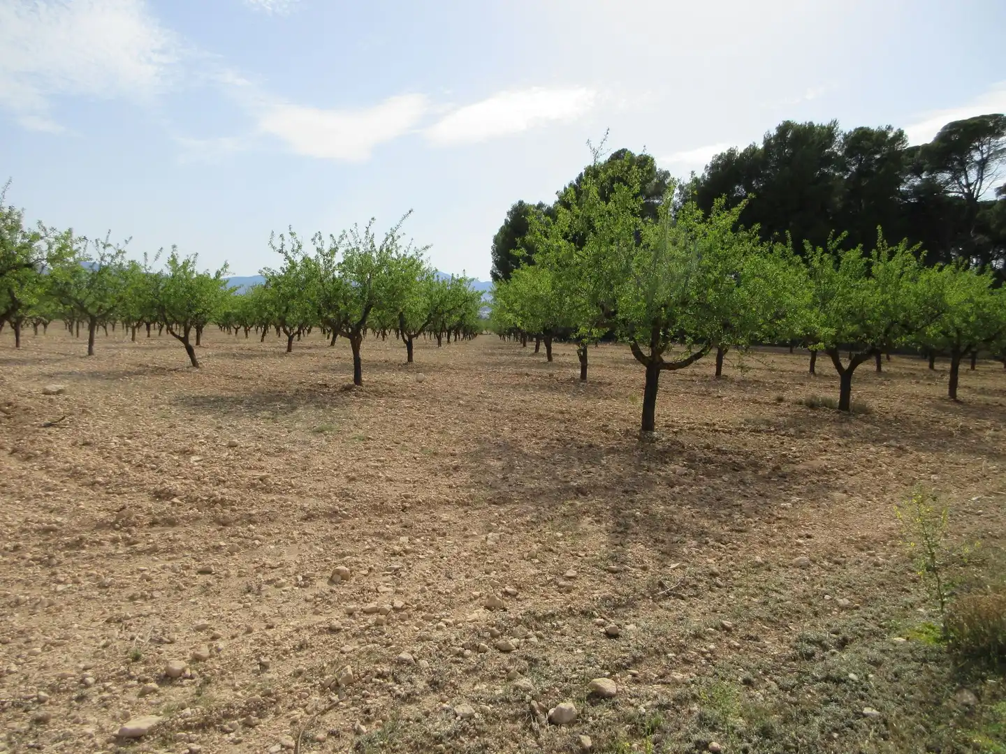 Detached house with garden for sale in Ibi, imagen 5