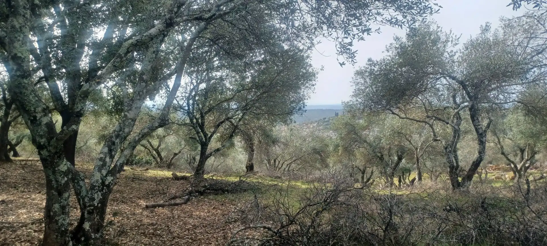 Terreni e lotti in vendita a Constantina, imagen 10