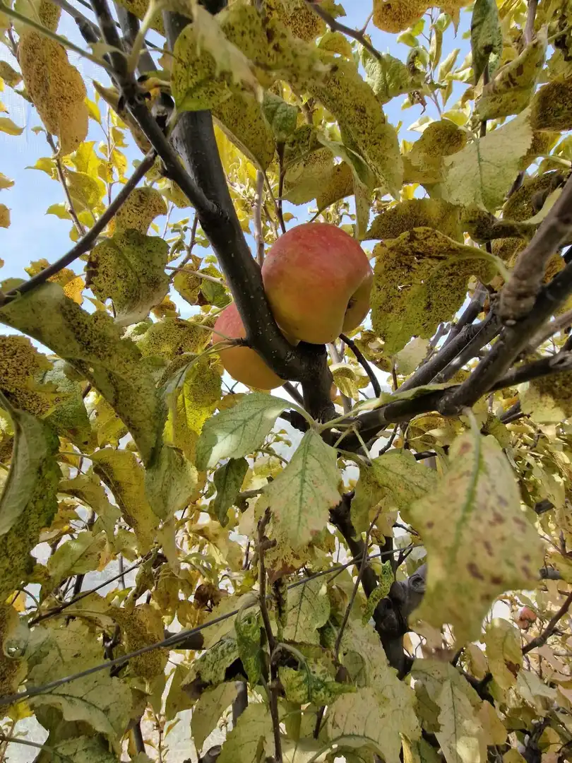 Maison rustique avec jardin à vendre à Cogollos de la Vega, imagen 35
