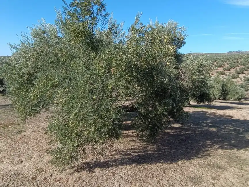 Garden of Land for sale in Baeza