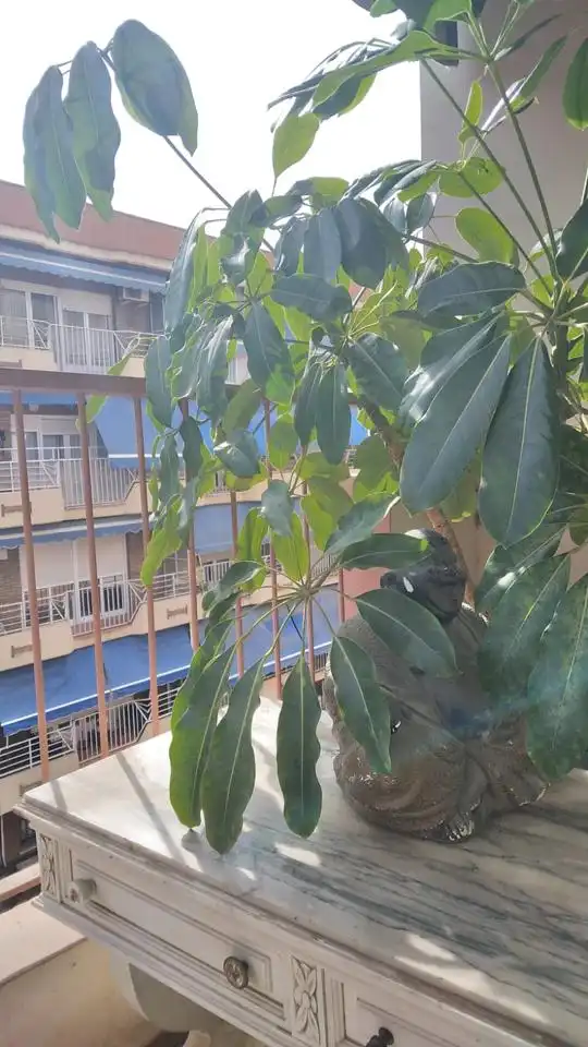 Piso con ascensor en venta en Isabel La Católica, imagen 10