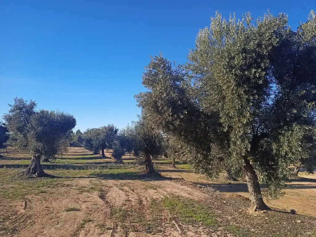 Terreni e lotti in vendita a Calaceite, imagen 5