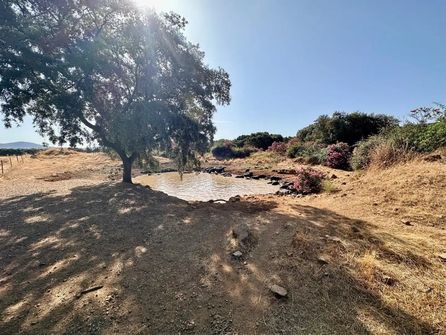 Rural land for sale in Fuente Obejuna, imagen 29