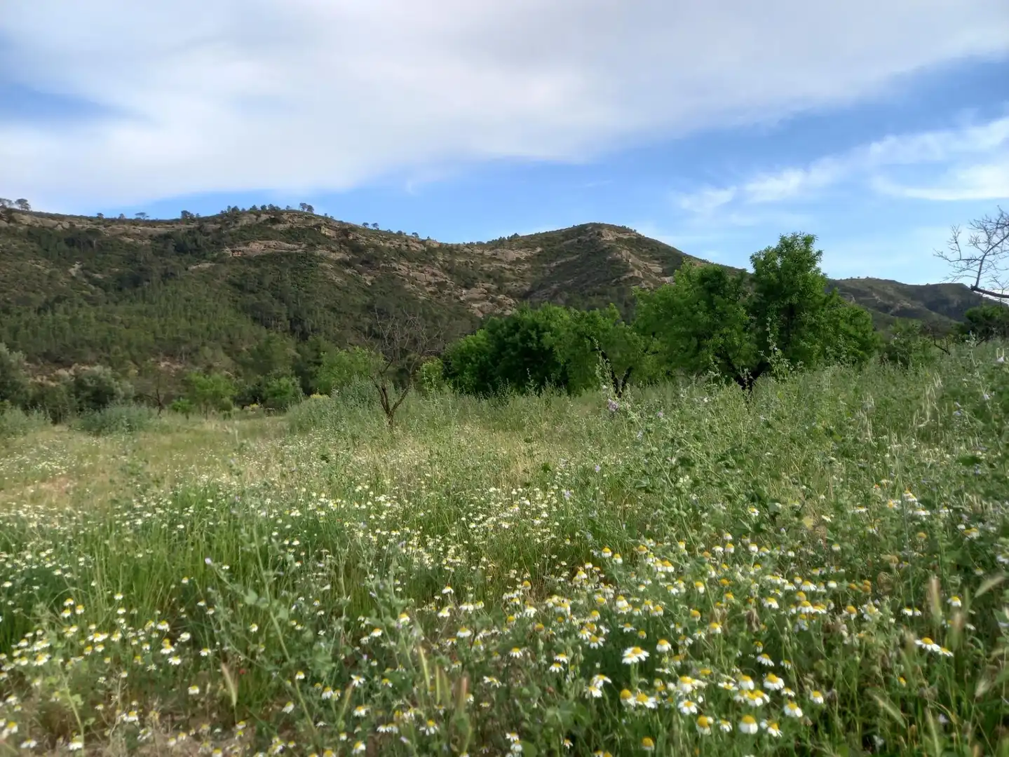 Rural land for sale in El Pinell de Brai, imagen 5
