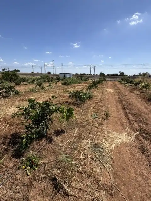 Terreny rústic en venda a Cantillana, imagen 5