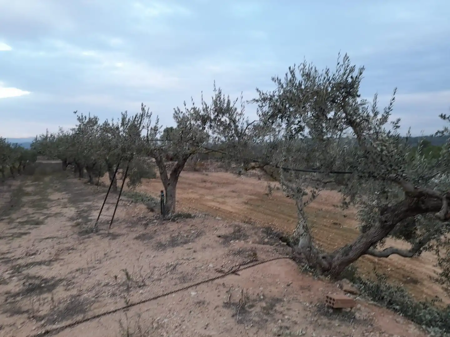 Terreny rústic en venda a Miravet, imagen 16