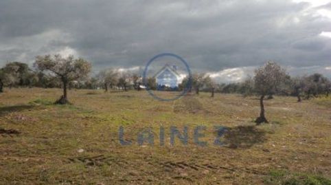 Olivar en venta situado en el municipio de los Blázquez provincia de Córdoba , con una superficie de  2 hectáreas (20.000 m2) , mu, immagine 4