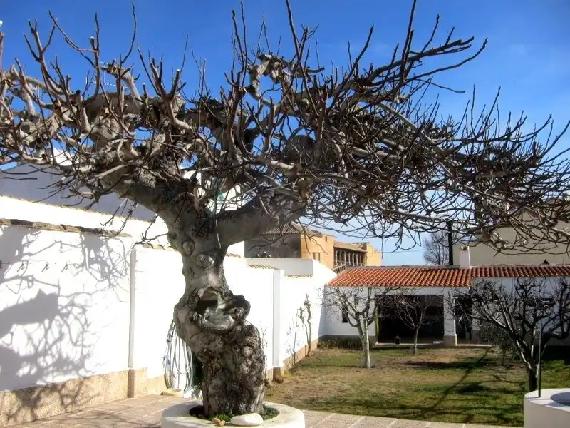 Casa amb jardí en venda a Fuensanta, imagen 56
