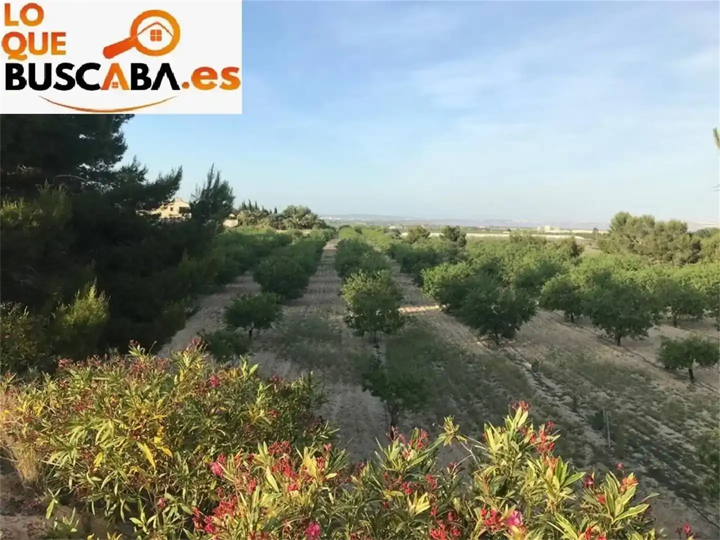 Finca rústica en venda en San Miguel de Salinas amb Aire condicionat i Piscina