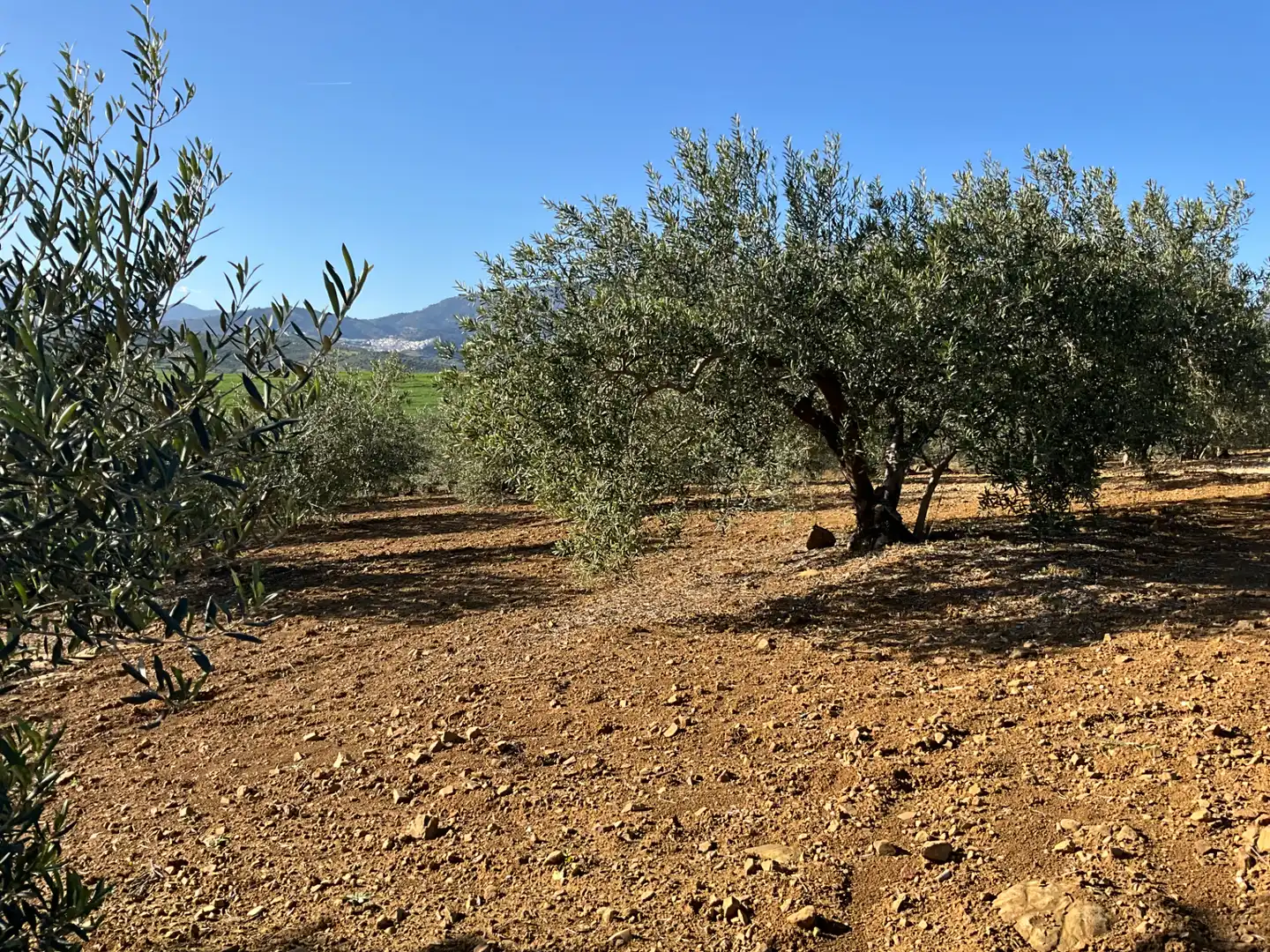 Terreno en venta en Alozaina