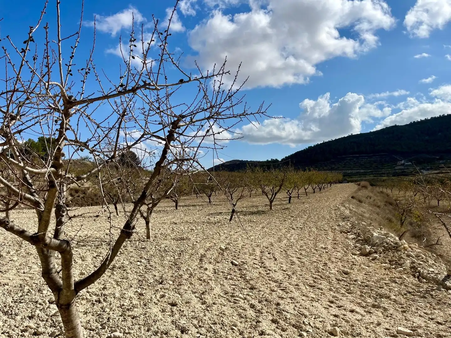 Lands and plots for sale in Bullas, imagen 17