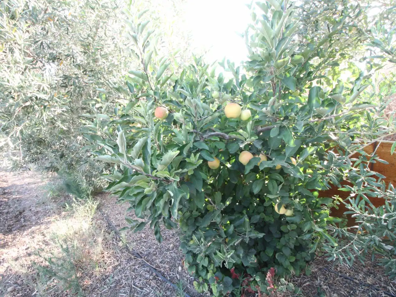 Terreno rustico in vendita a Calle Poniente 13, imagen 15