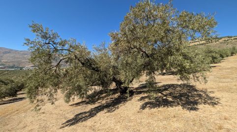 Finca Rúst. en venta en Loja., imagen 4