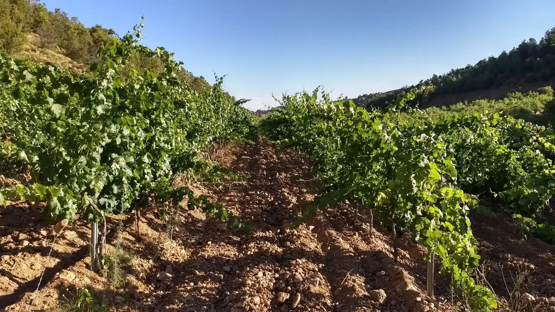 Terreno en venta en Cortes y Graena