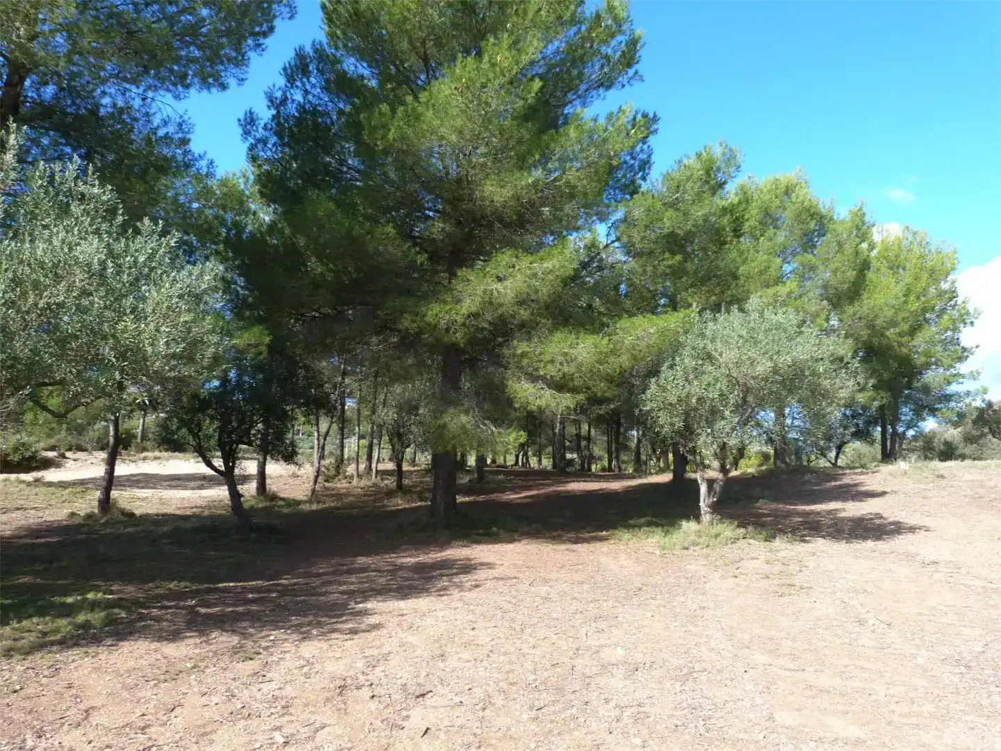 Terreno en venta en Alborache
