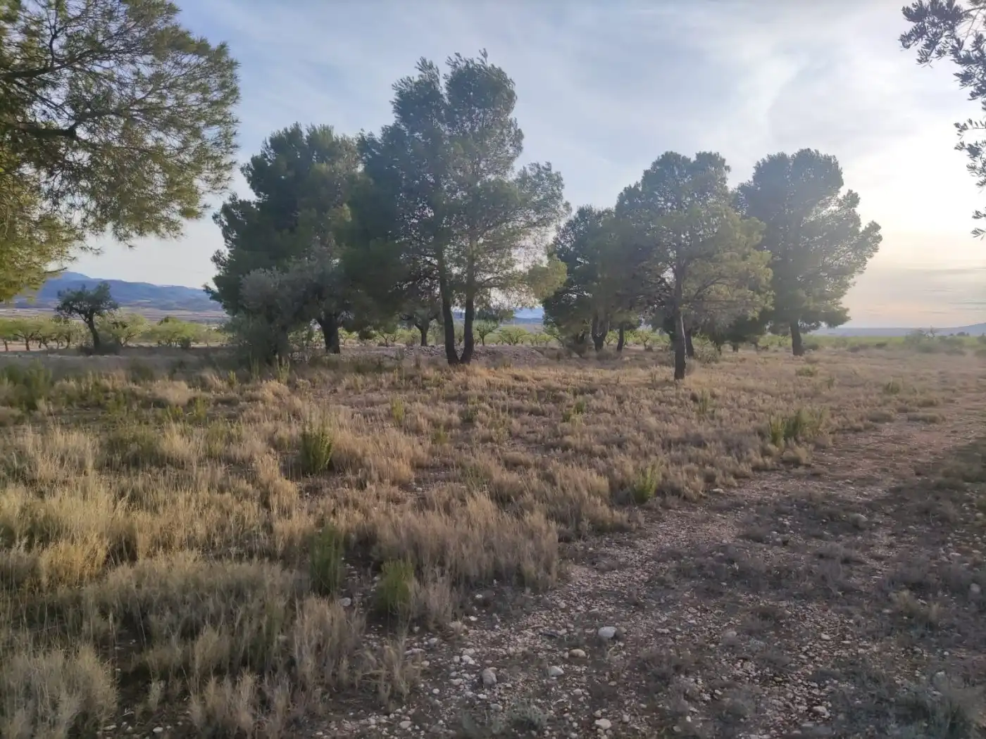 Terreno rústico en venta en El Pinós / Pinoso, imagen 3