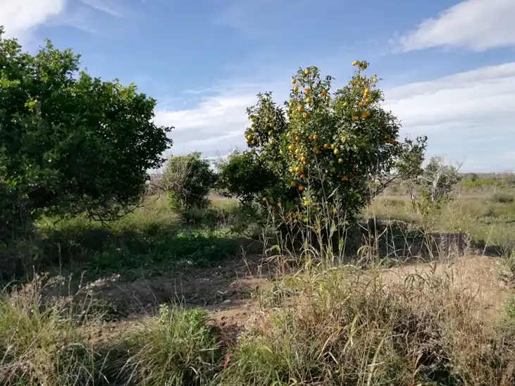 Terreny residencial en venda a Huerto Naranjos, imagen 2